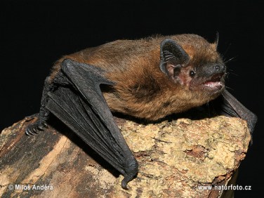 A common pipistrelle bat (Pipistrellus pipistrellus). Image from http://www.naturephoto-cz.com/