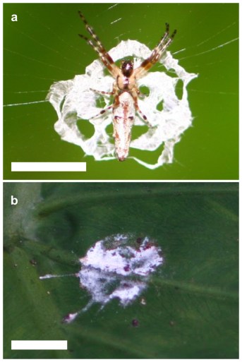 a) Cyclosa ginnaga standing on its web decoration. b) A bird dropping. Photos from Lui et al. (2014)