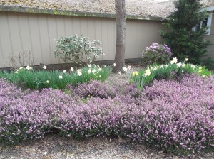 Blooming Heather