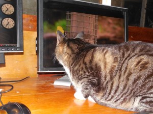 My kitt watching videos.