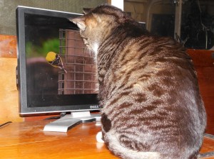 My kitty watches videos.
