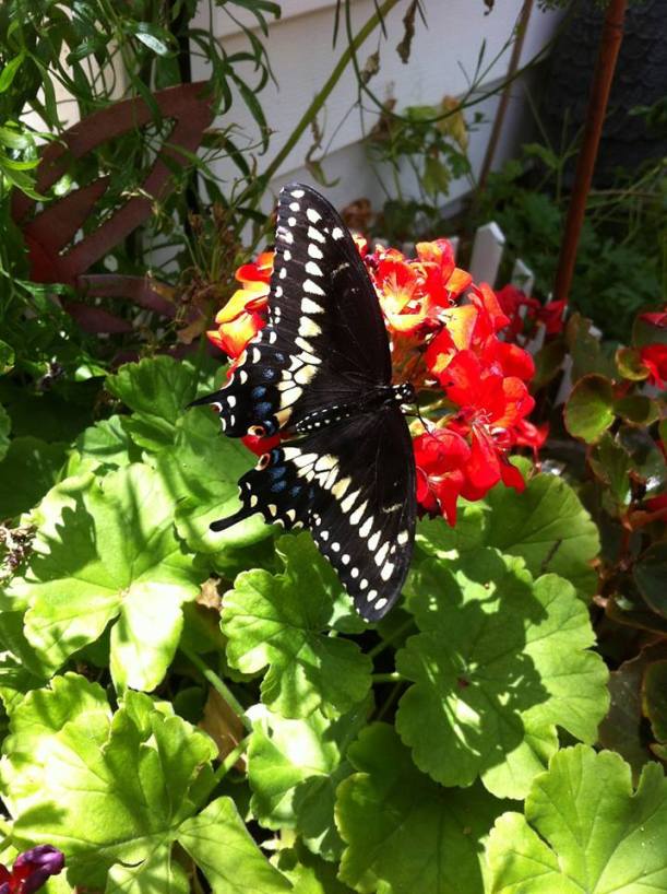 Butterfly