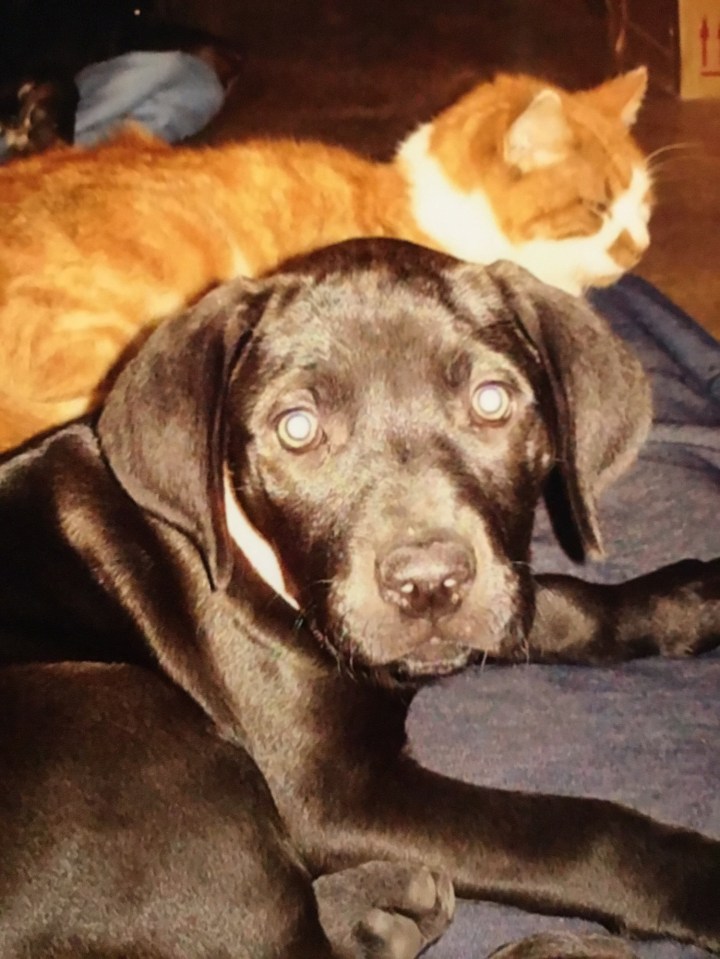 Ellie and Sylvester