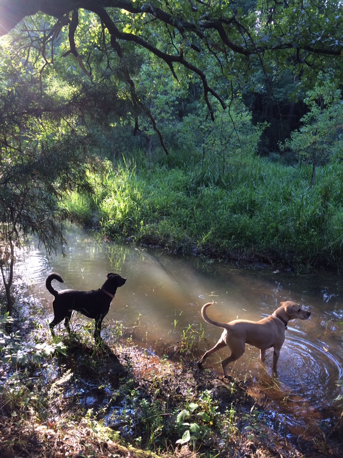 Time for a walk