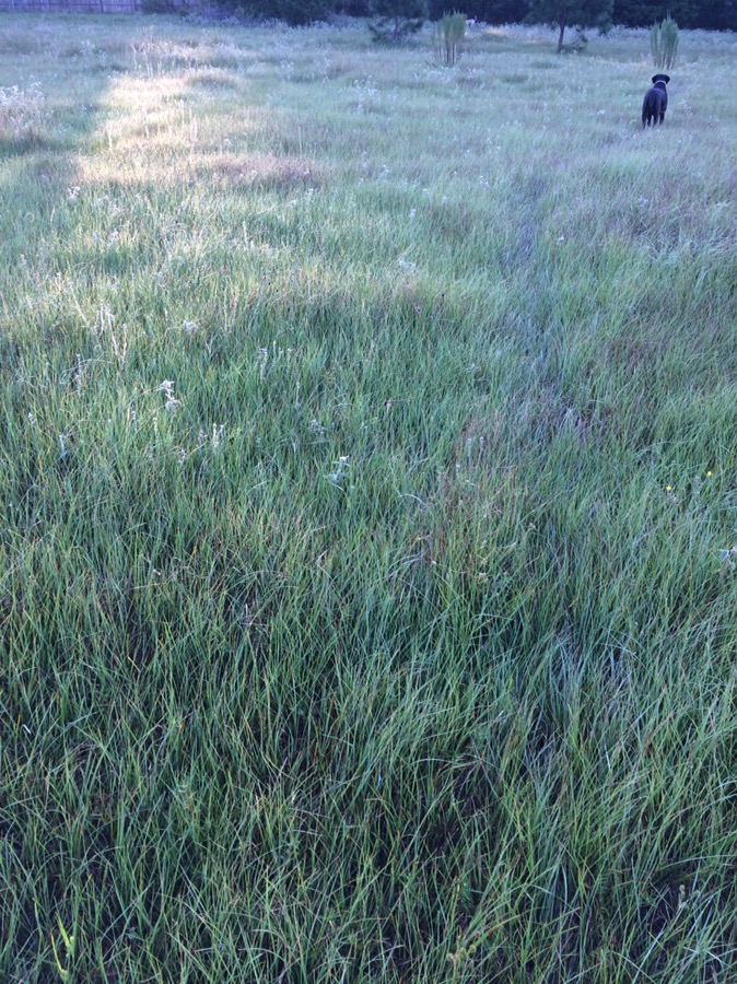 Ellie in the grass