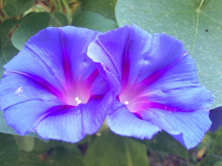 Morning glory duo