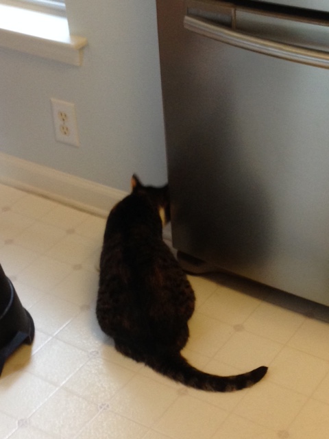 Fridge
