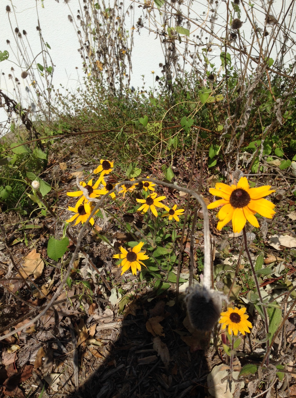 lastflowers