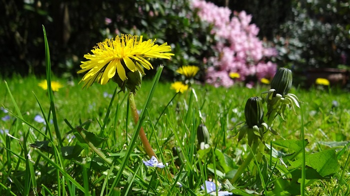 dandelions