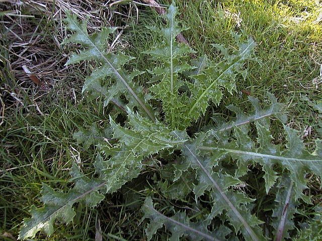 pricklyweed