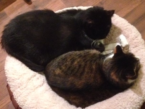 TankSnuggling