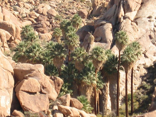 oasis