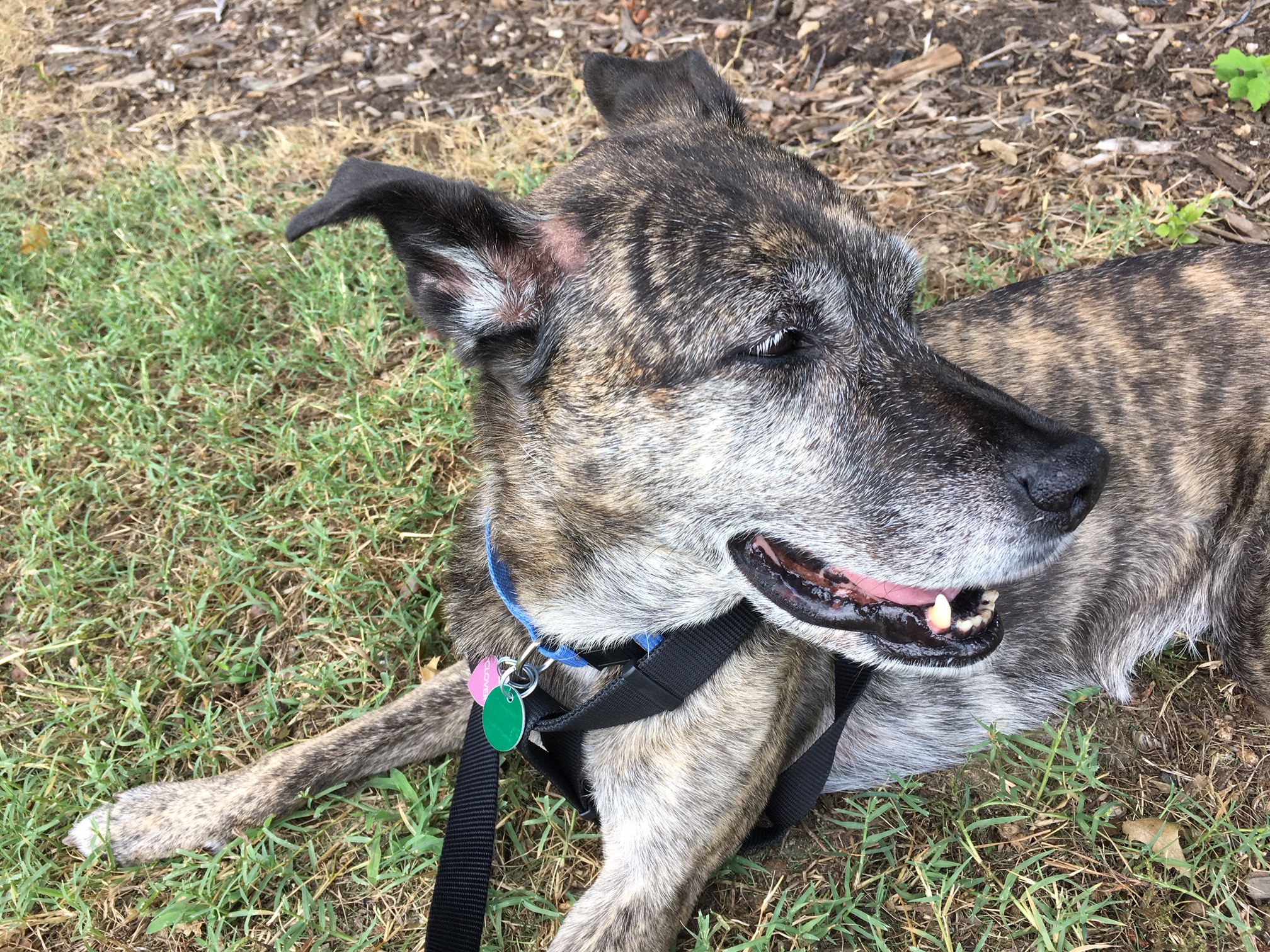HappyDog