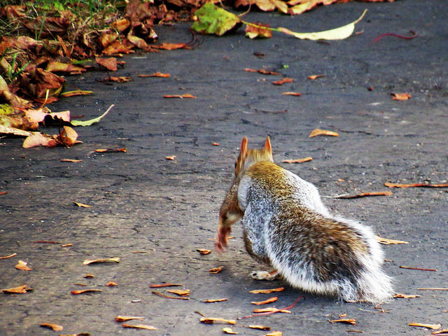 Squirrel