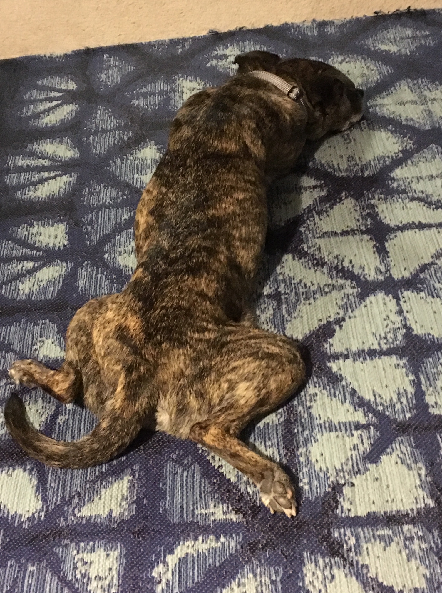cloversploot