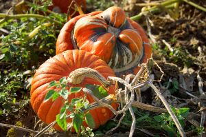 800px-Cucurbita_Pumpkins