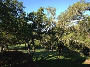 OaksinNapa