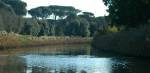 the pinewood pineta castelfusano