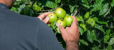 Organic apple grower controls the damage to his crop after a hail storm