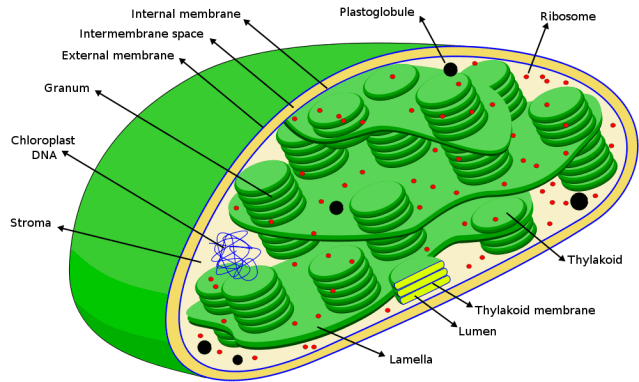 1000px-Scheme_Chloroplast-en.svg