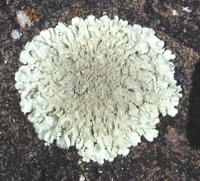 Eric Guinther-Lichen_squamulose
