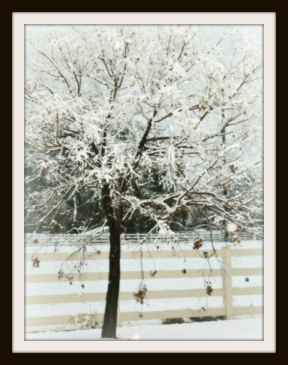 snowy tree by fence 2