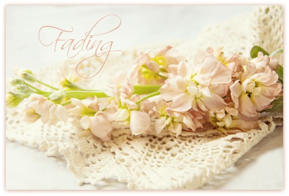 fadingsnapdragons