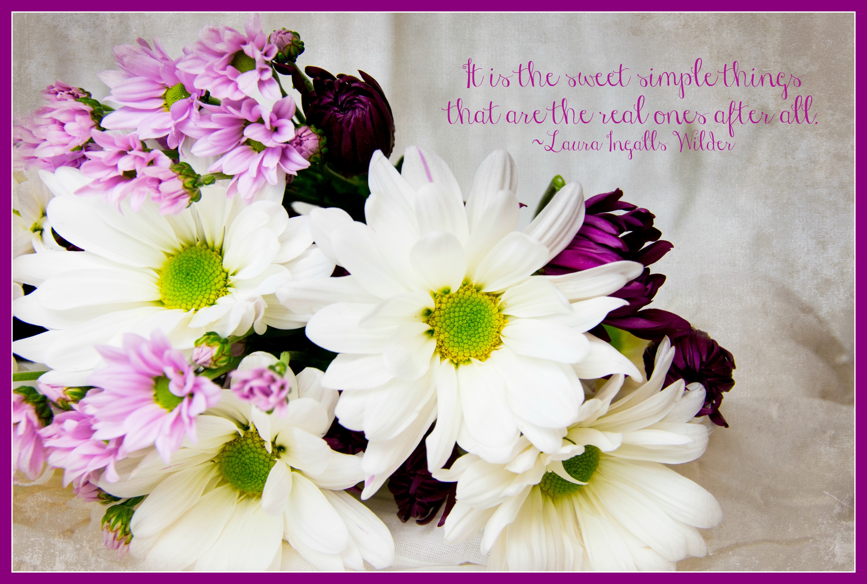 daisies2fr