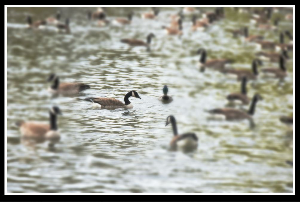 focus ducks