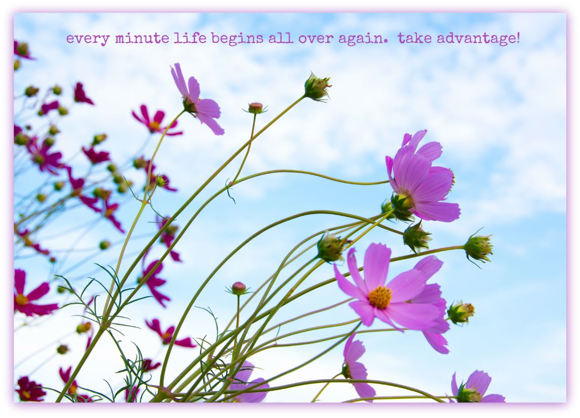 skyflowerquote