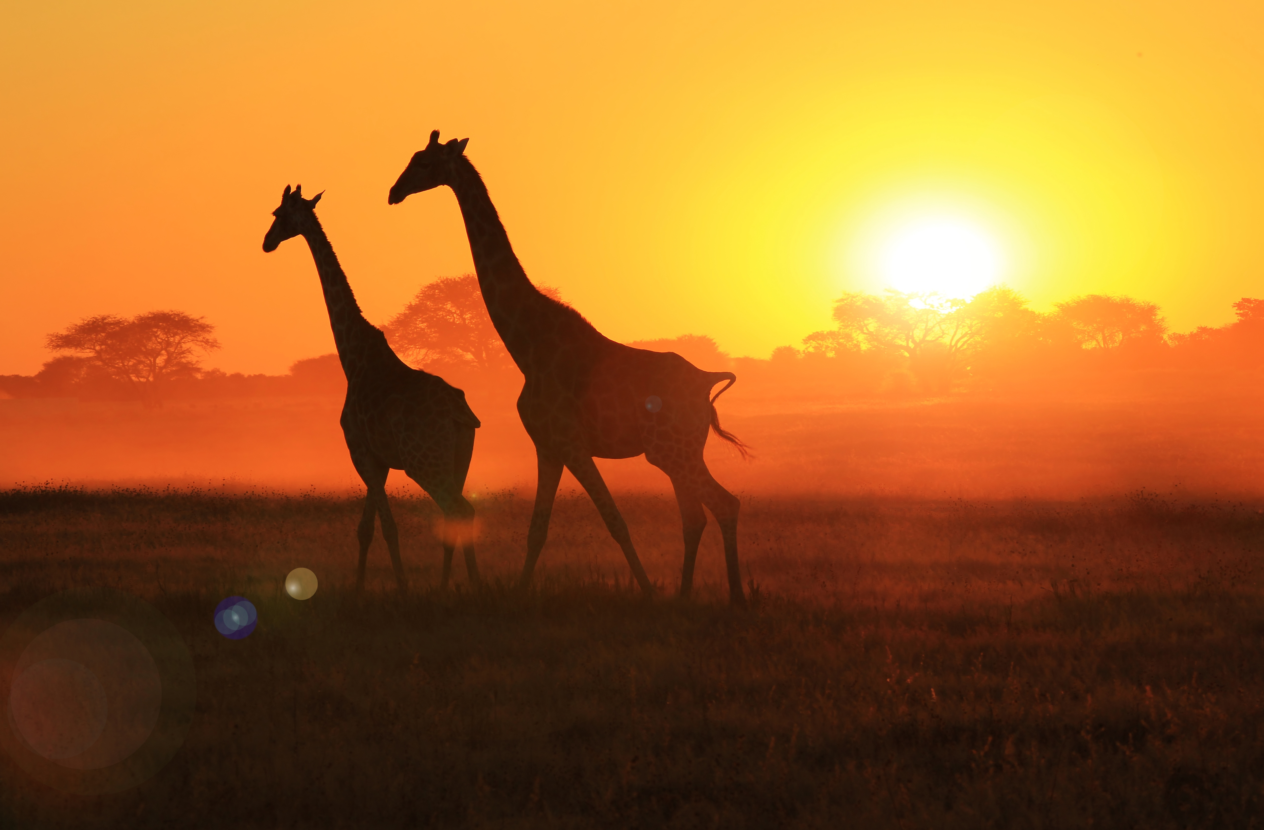 All About Giraffes