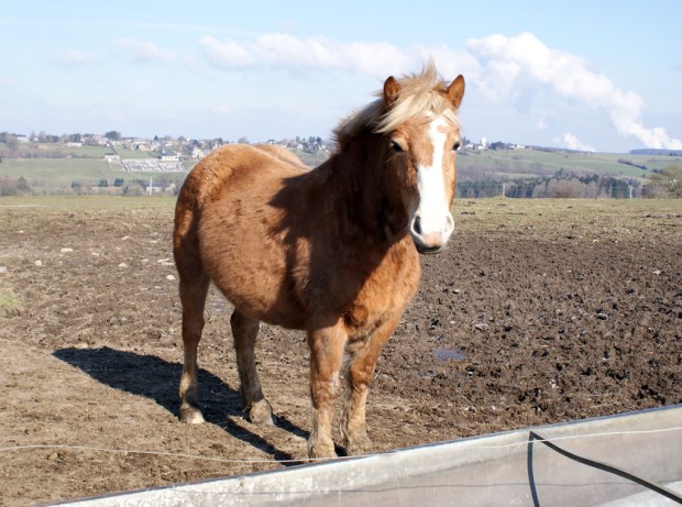 SONY DSC