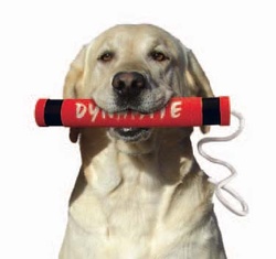 dynadog golden Labrador dynamite retriever