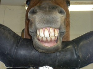 John's Horsey Smile John's Horsey Smile
