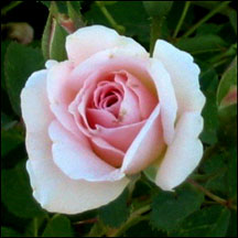 52 Petal Morden Blush Rose 52 Petal Morden Blush Rose