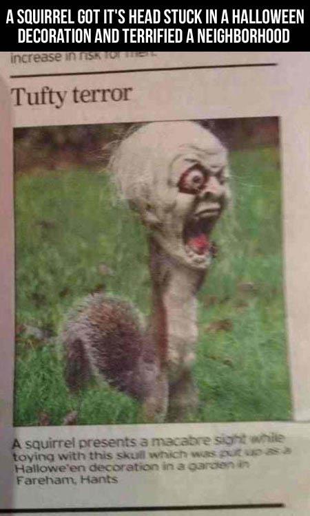squirrel horror squirrel horror