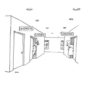 kidney cartoon