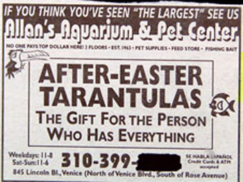 classified ad after Easter Tarantulas