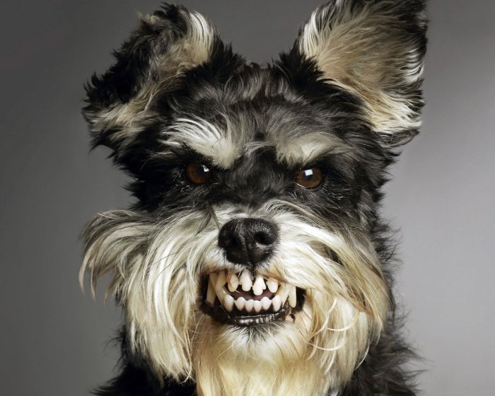 FunnyDog001