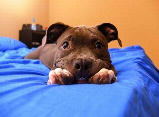 funny_animals 33
