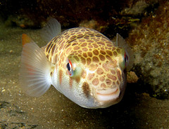 toadfish