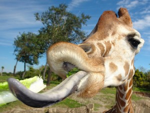 giraffe tongue