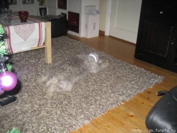 invisible dog