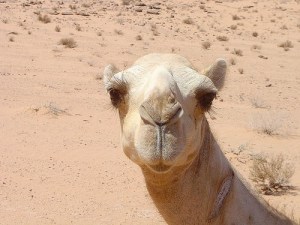Camel jordanian desert