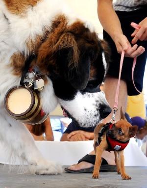 Louisville Fall Festival Dog Show
