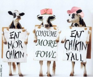 cows advertising