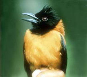 Did You Know Hooded Pitohui poisoness bird