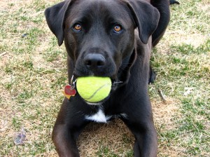 dog fetching ball