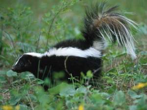 Skunk-in-Grass