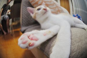 cat's paw